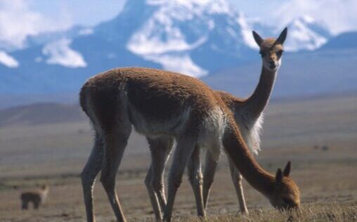 Vicunas_P-e1756707193392